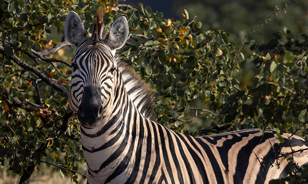 Game Reserves in South Africa | Mapesu Private Game Reserve