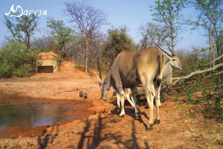 Game Reserves Safeguarding Wildlife