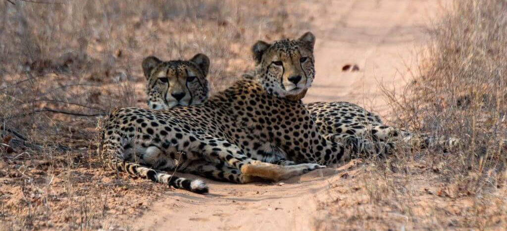 cheetah_brothers_mapesu_release_ cheetah_brothers_mapesu_release_