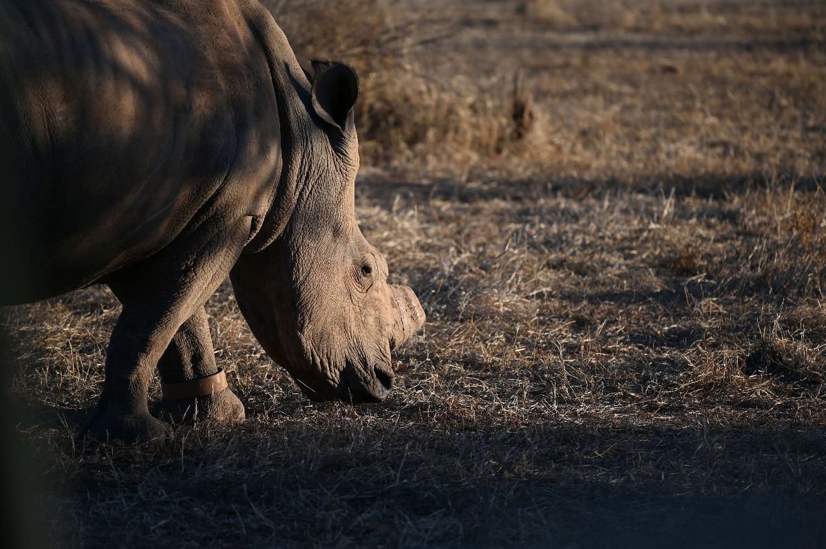 Rhino @ Mapesu Private Game Reserve South Africa