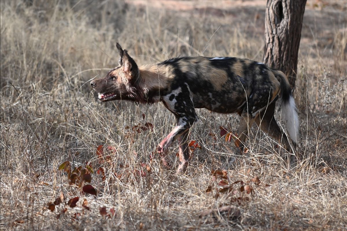 Wild Dog @ Mapesu Private Game Reserve South Africa