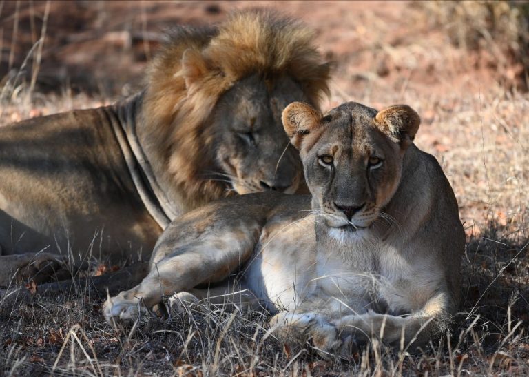 lions @ Mapesu Private Game Reserve South Africa