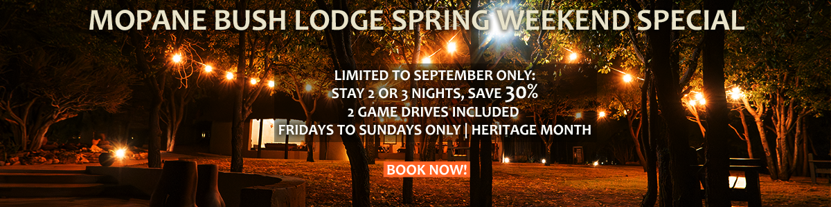 Mopane bush lodge