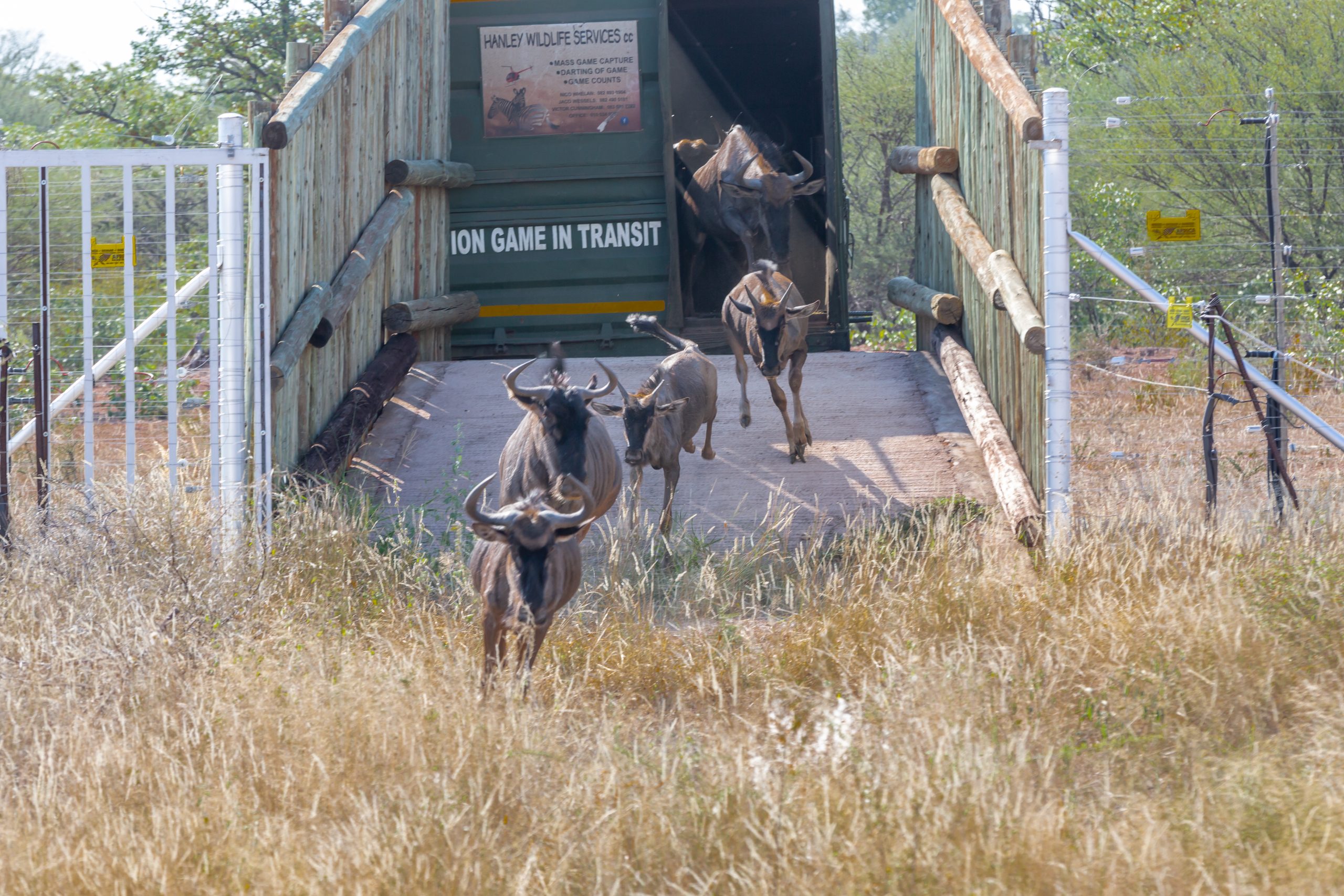 blue wildebeest