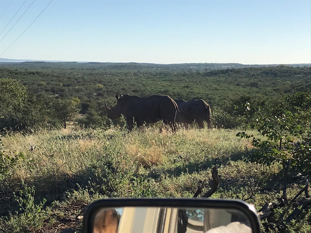 rhinoceros, Rhino Guardian Experience