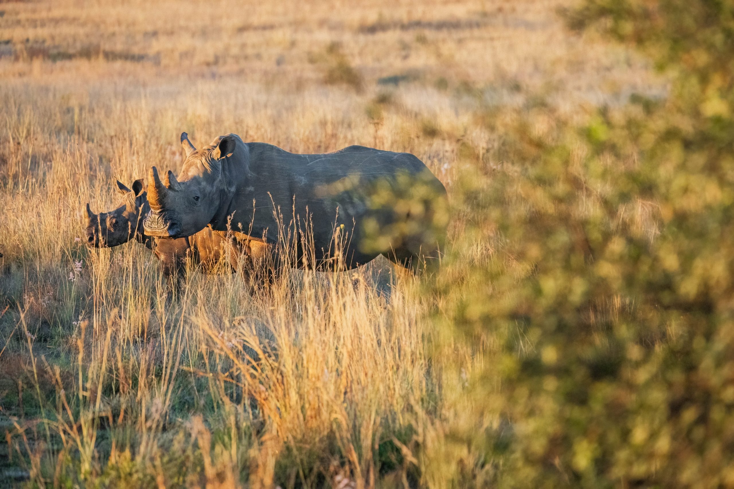 white rhinoceroses