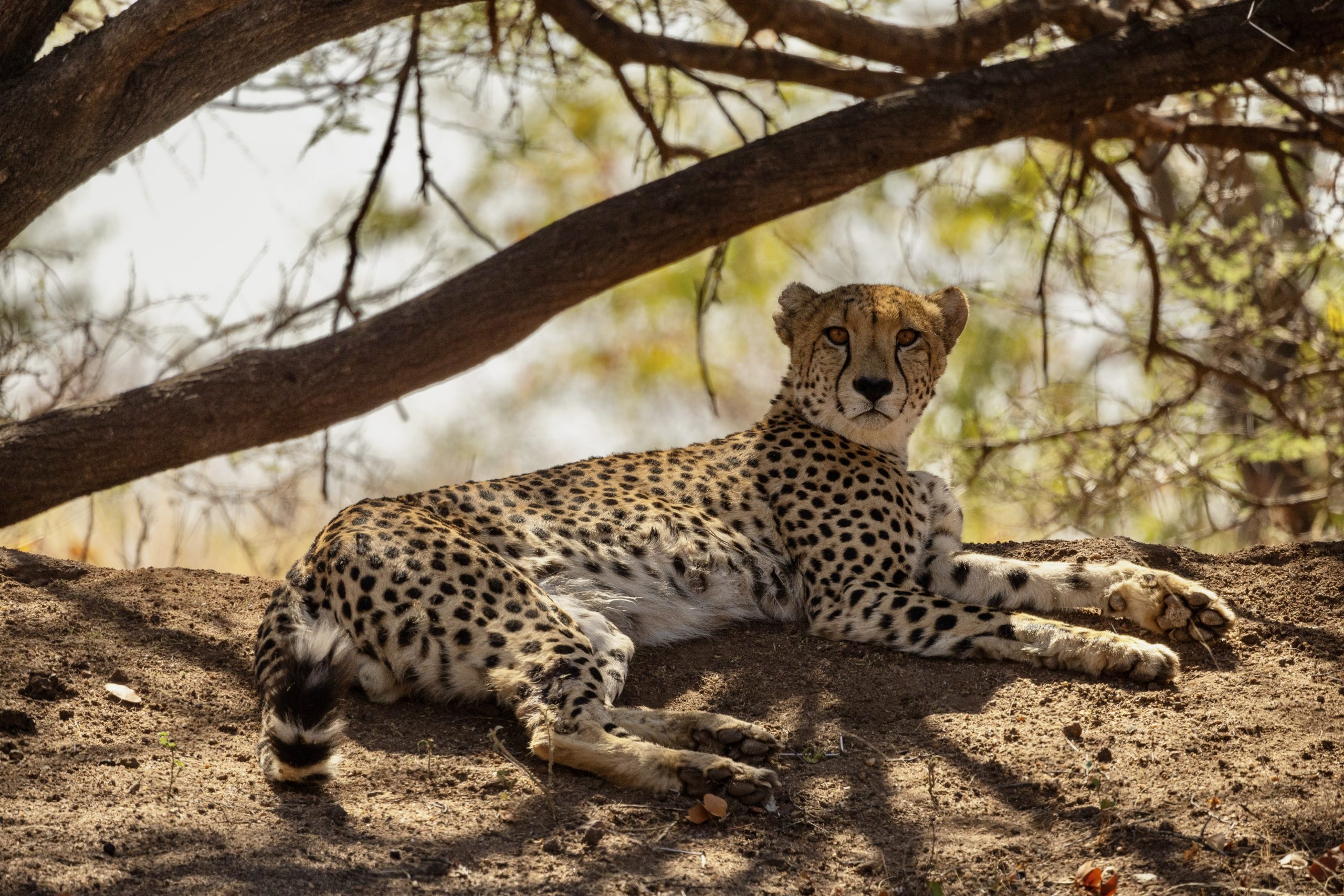 cheetah