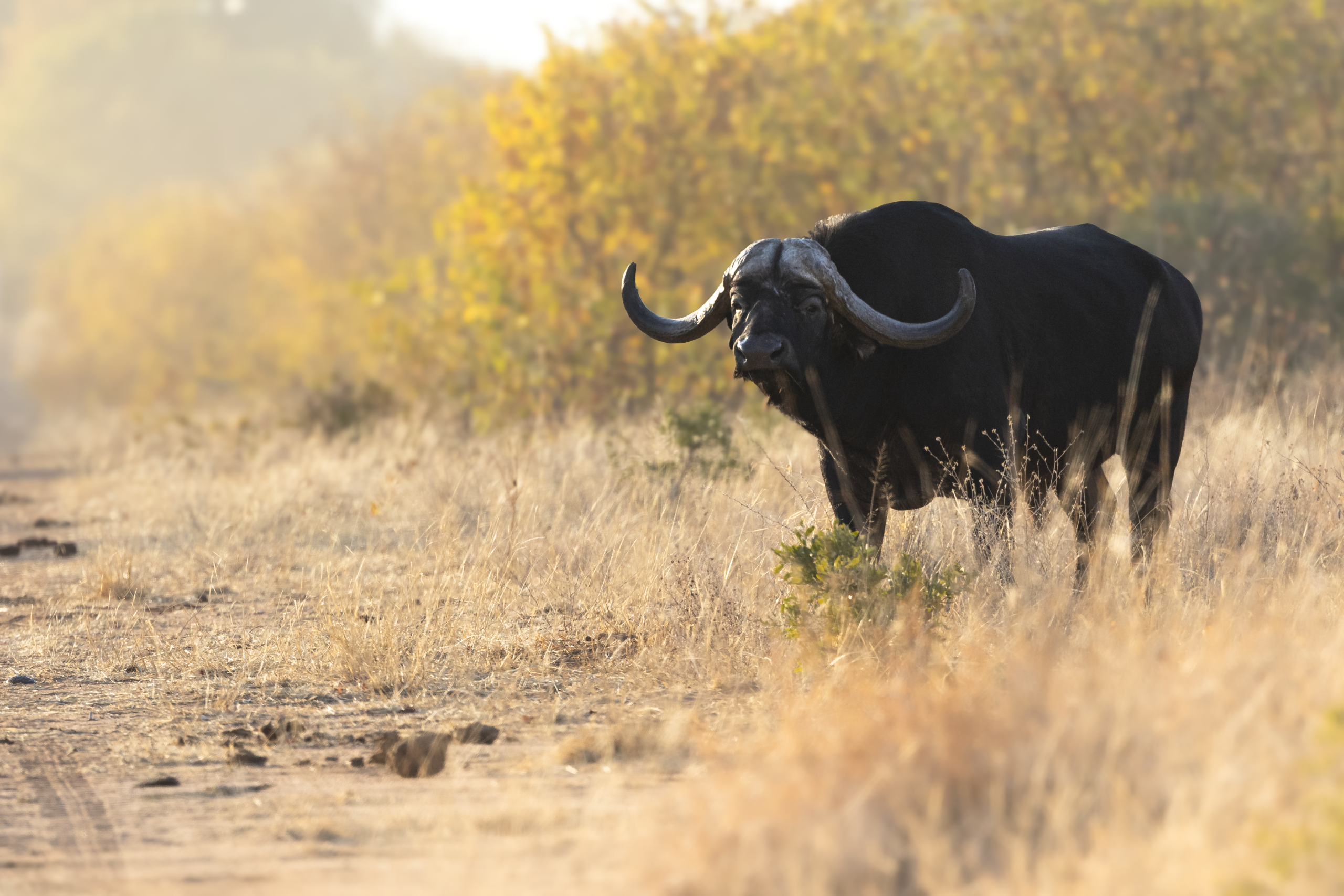 African buffalo