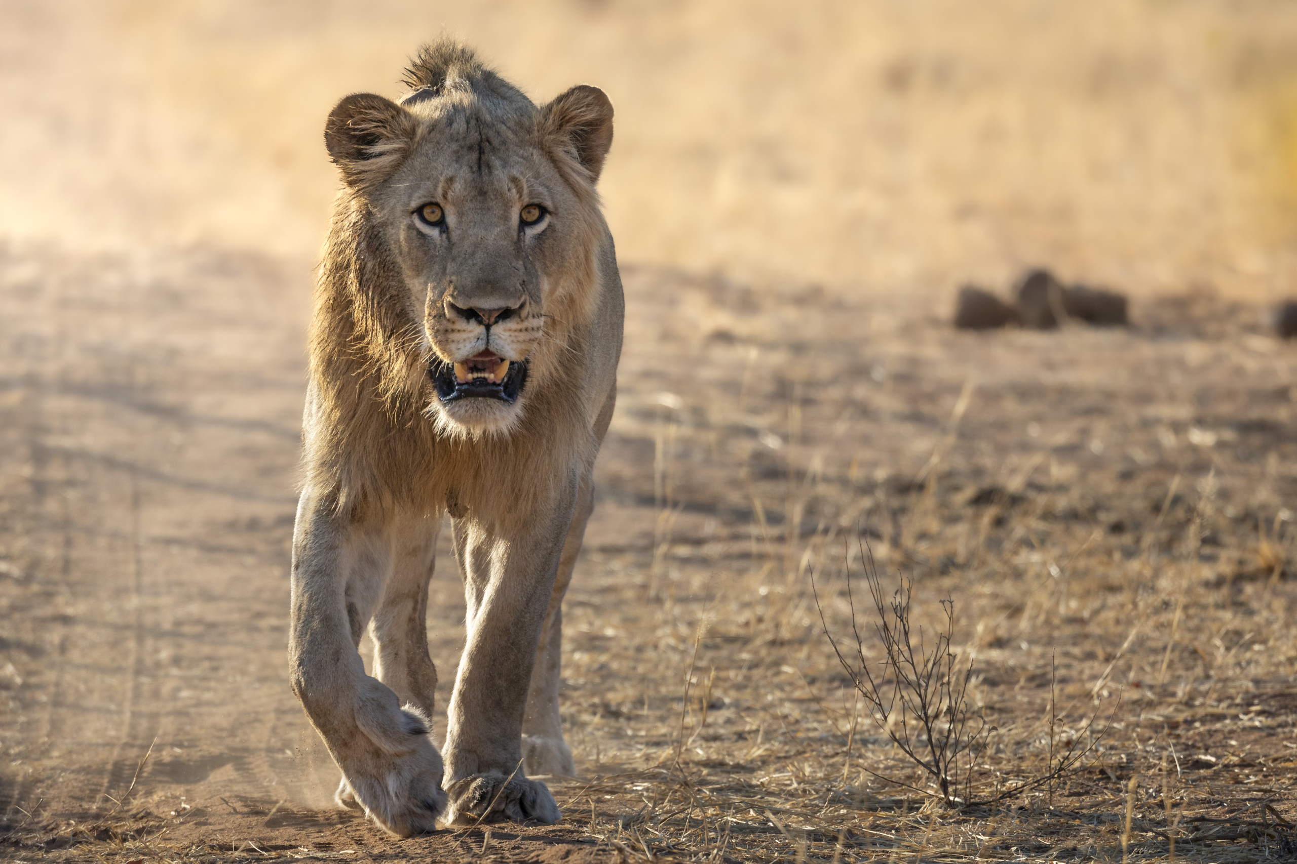 lion at mapesu