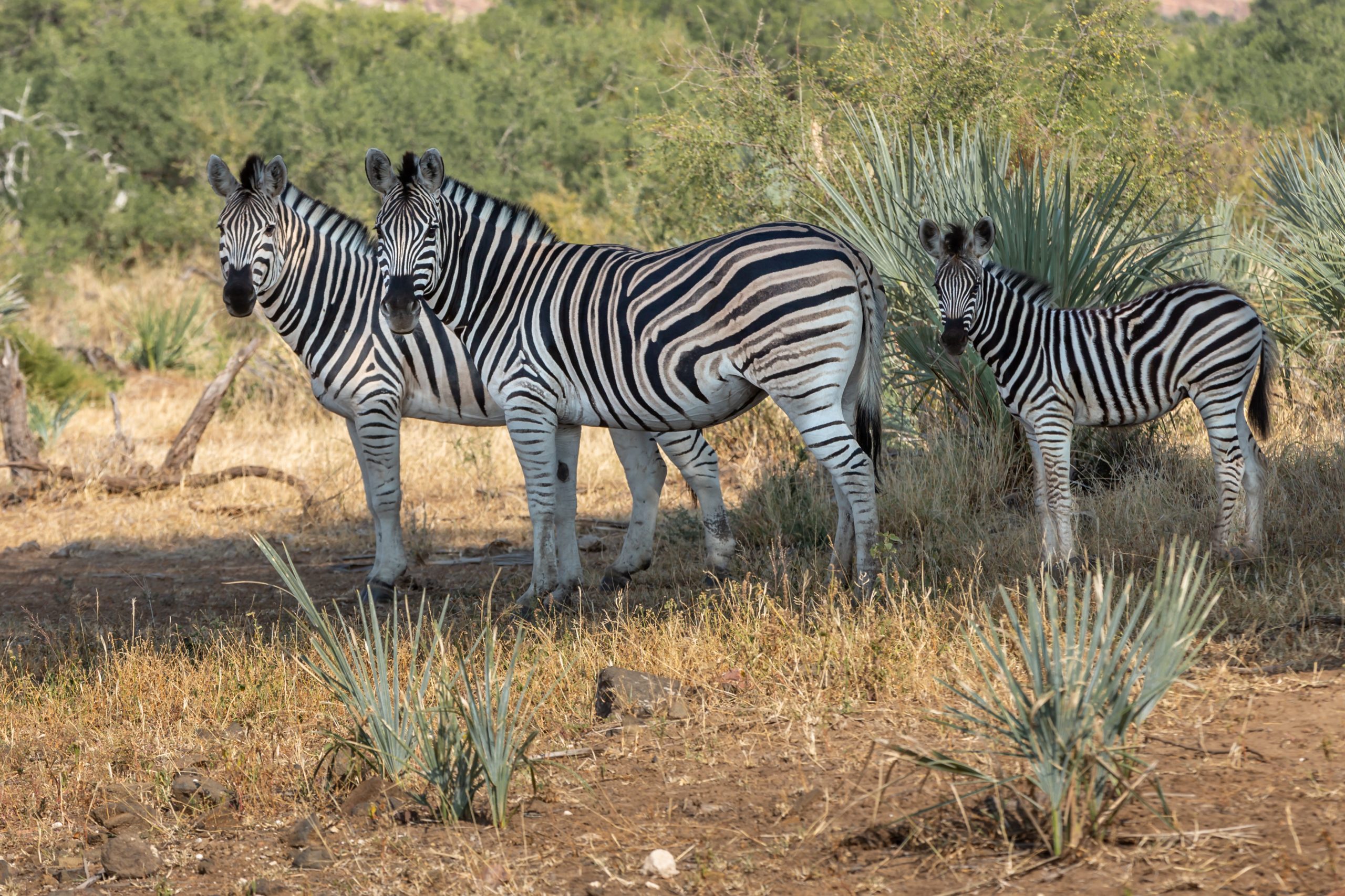 zebra