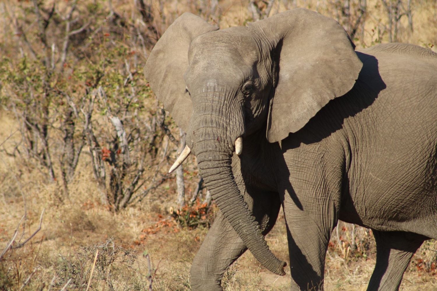 elephant at Mapungubwe National Park